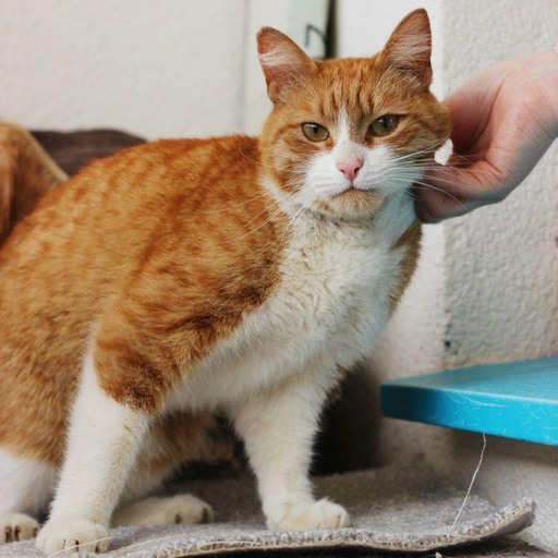 Изображение питомца