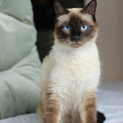 Изображение питомца