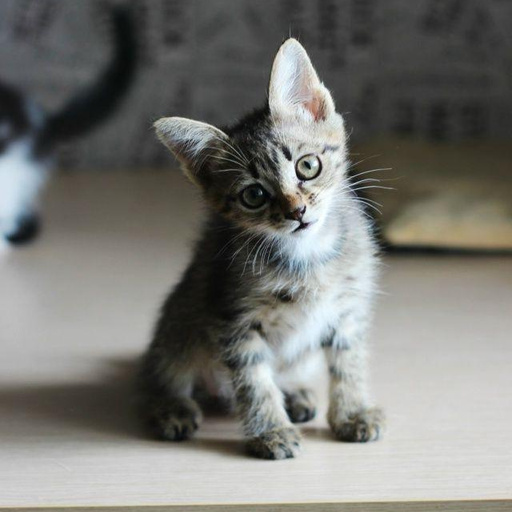 Изображение питомца