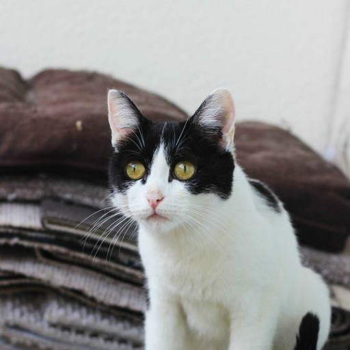 Изображение питомца