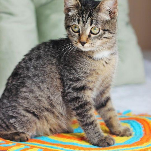 Изображение питомца