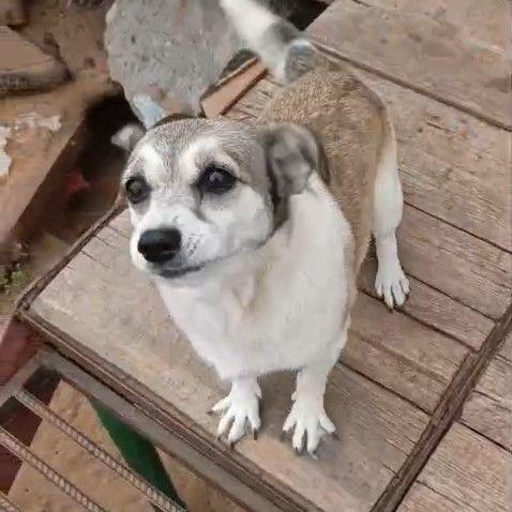 Изображение питомца