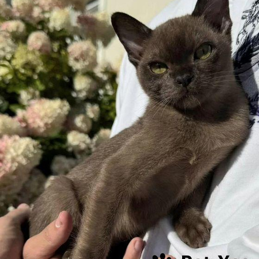 Изображение питомца
