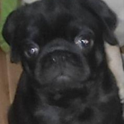 Изображение питомца