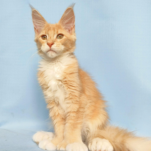 Изображение питомца