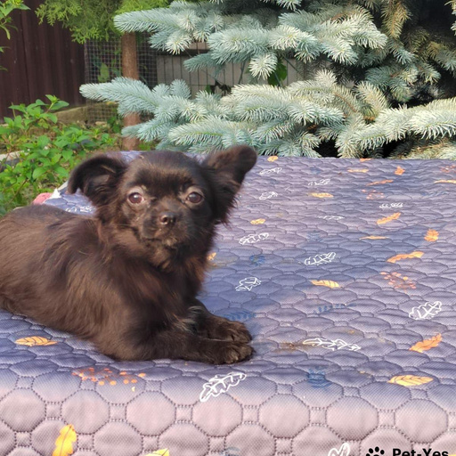 Изображение питомца