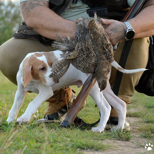 Изображение питомца