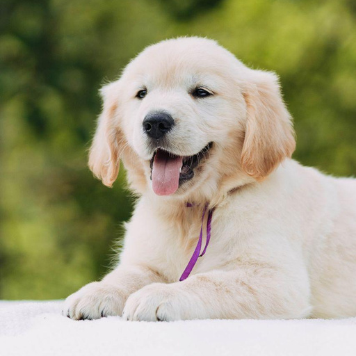 Изображение питомца