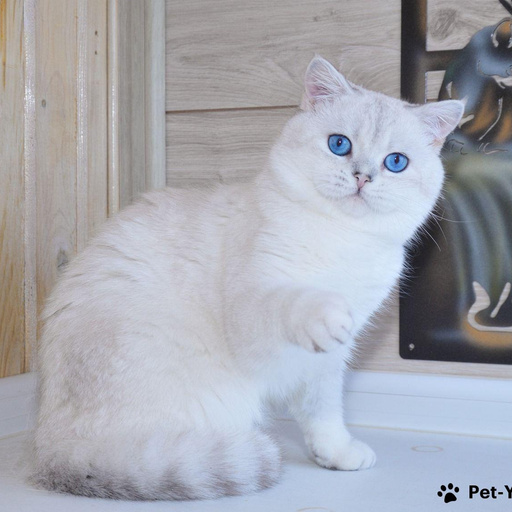 Изображение питомца