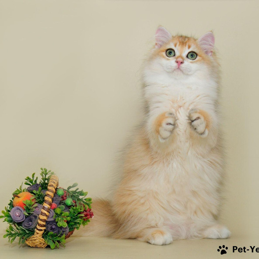 Изображение питомца