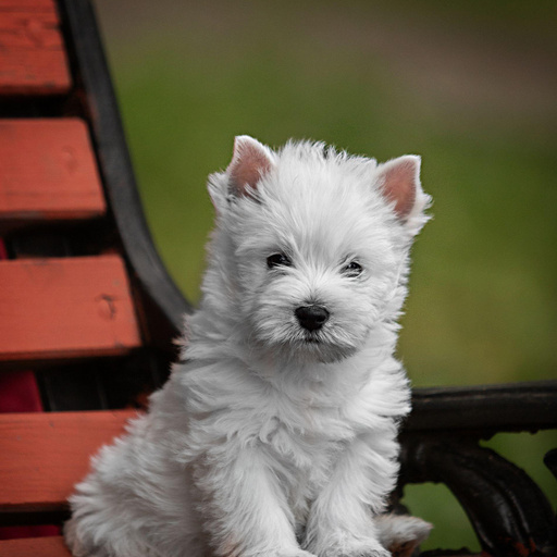 Изображение питомца