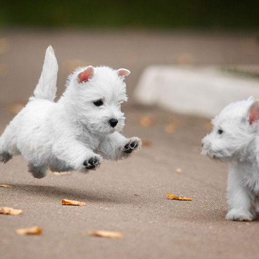 Изображение питомца