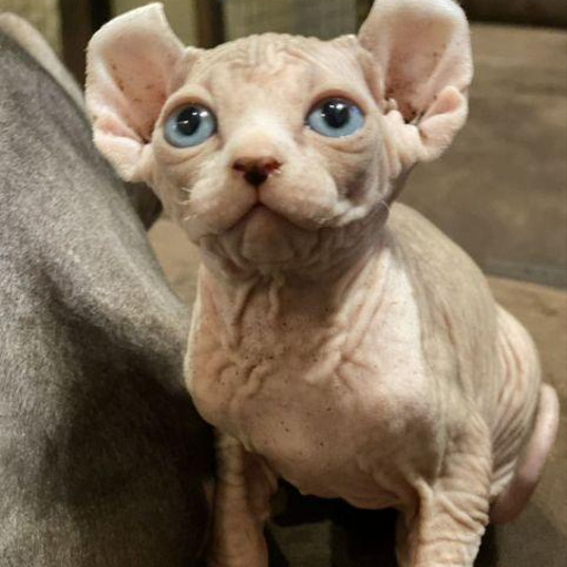 Изображение питомца