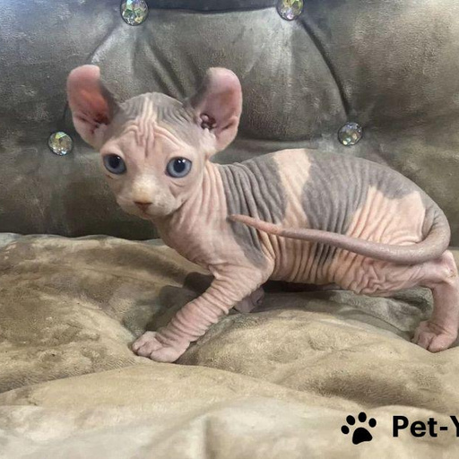 Изображение питомца