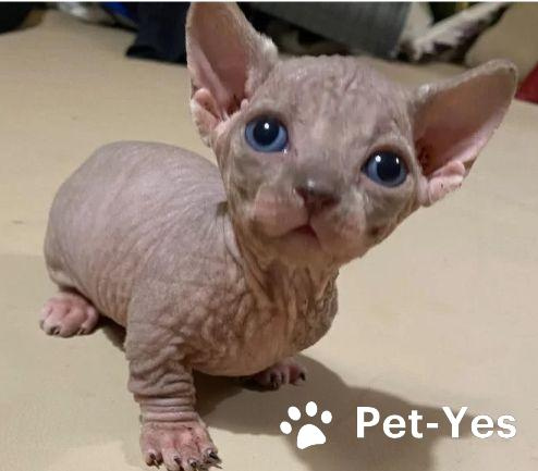 Изображение питомца