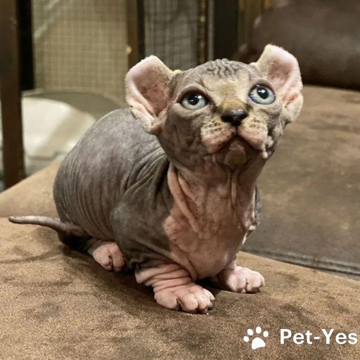 Изображение питомца