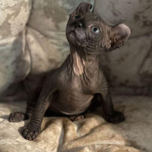 Изображение питомца