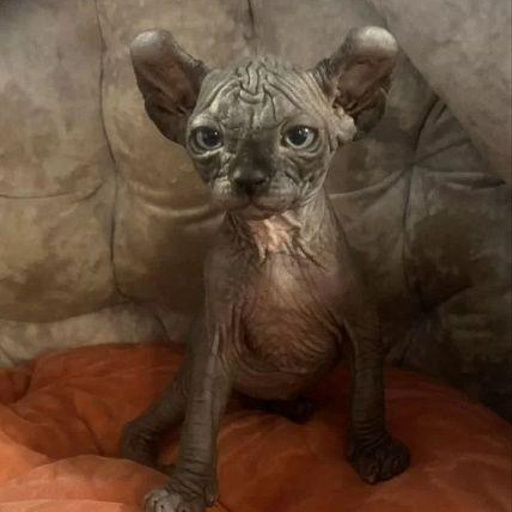 Изображение питомца