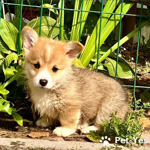 Изображение питомца