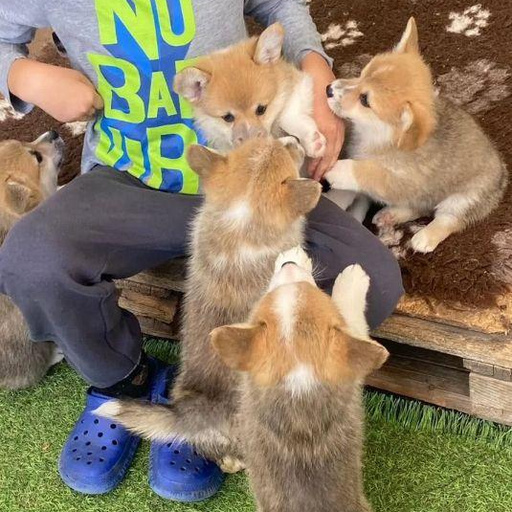 Изображение питомца