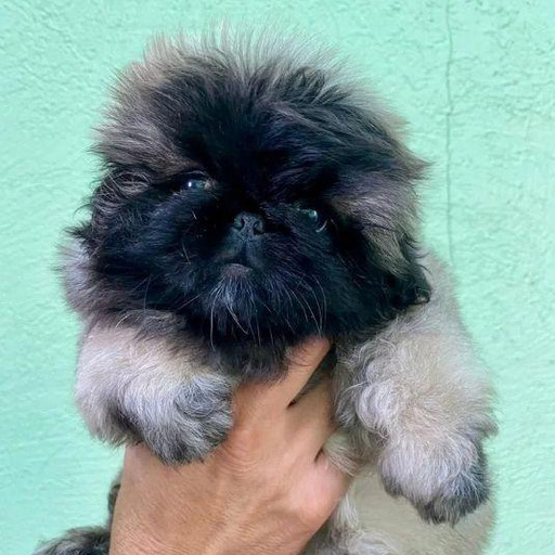 Изображение питомца