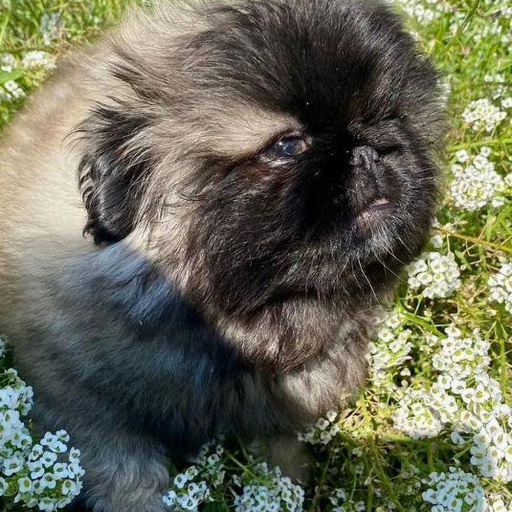 Изображение питомца