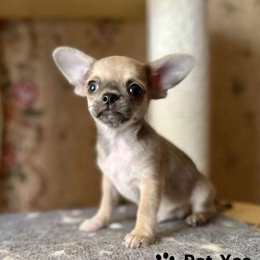 Изображение питомца