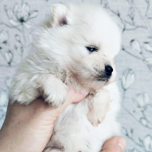 Изображение питомца