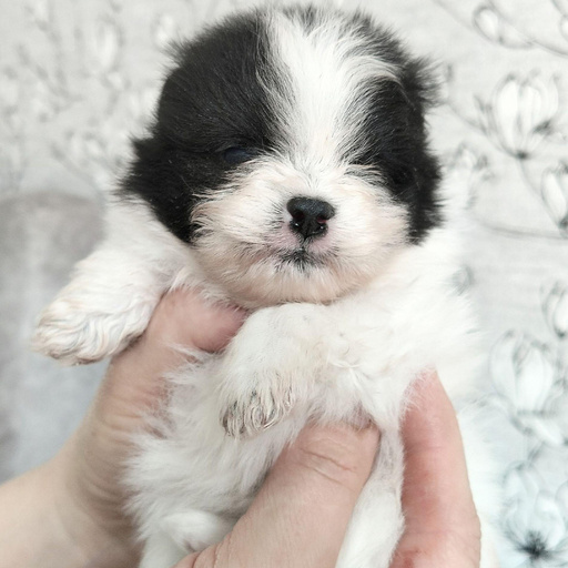 Изображение питомца