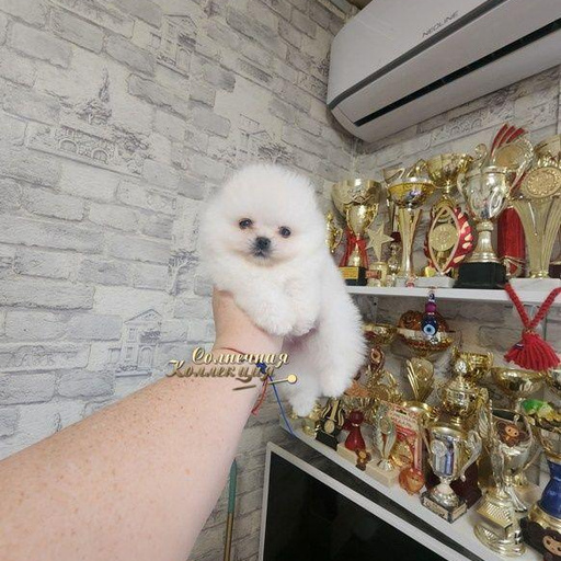 Изображение питомца