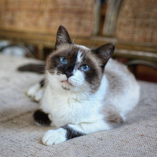 Изображение питомца