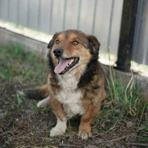 Изображение питомца