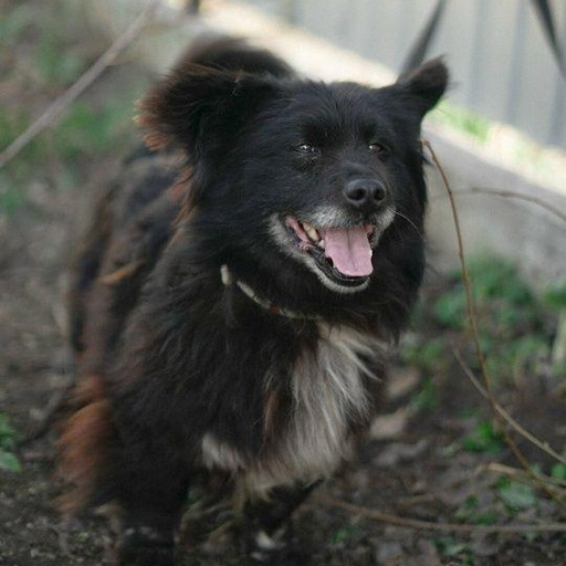 Изображение питомца