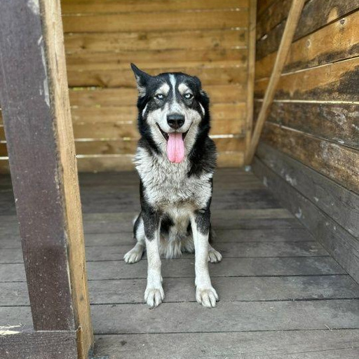 Изображение питомца