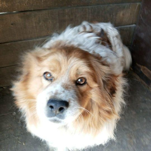 Изображение питомца