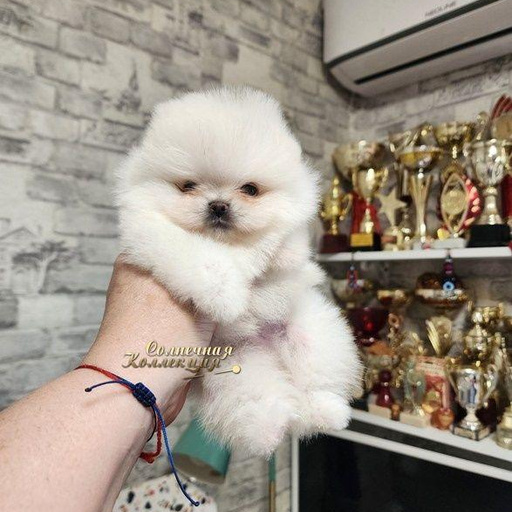 Изображение питомца
