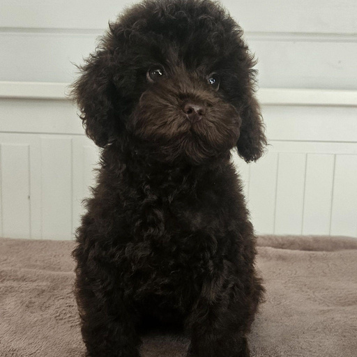 Изображение питомца