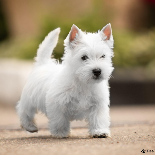 Изображение питомца