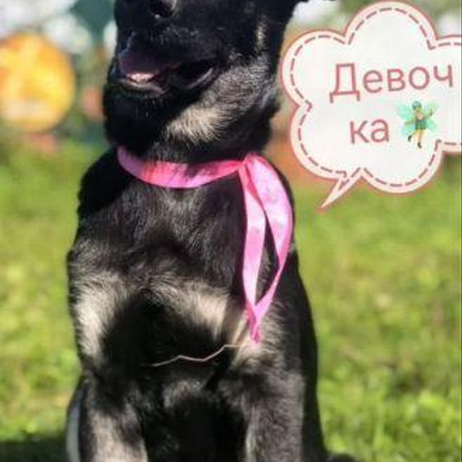 Изображение питомца