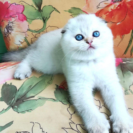 Изображение питомца