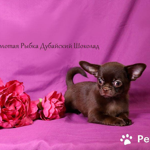 Изображение питомца