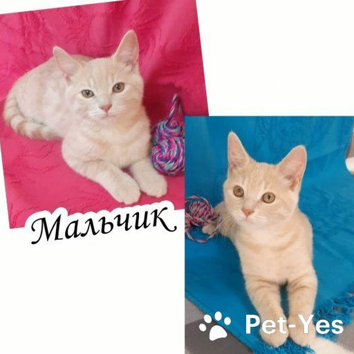 Изображение питомца