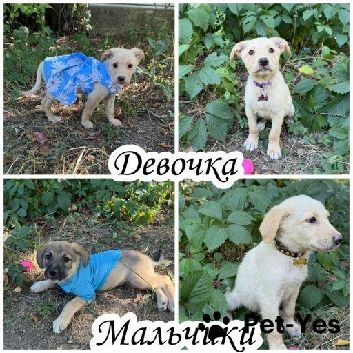 Изображение питомца