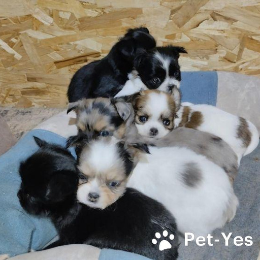 Изображение питомца