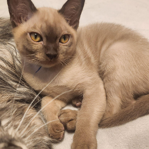 Изображение питомца