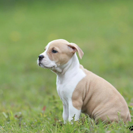 Изображение питомца