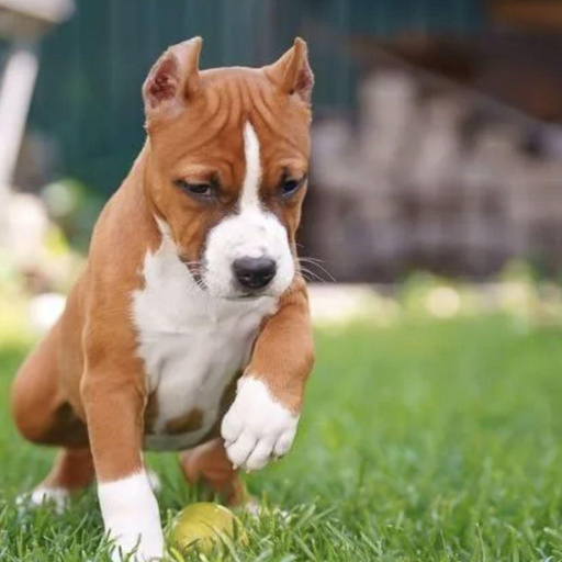 Изображение питомца