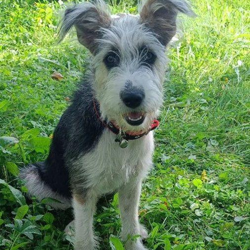 Изображение питомца