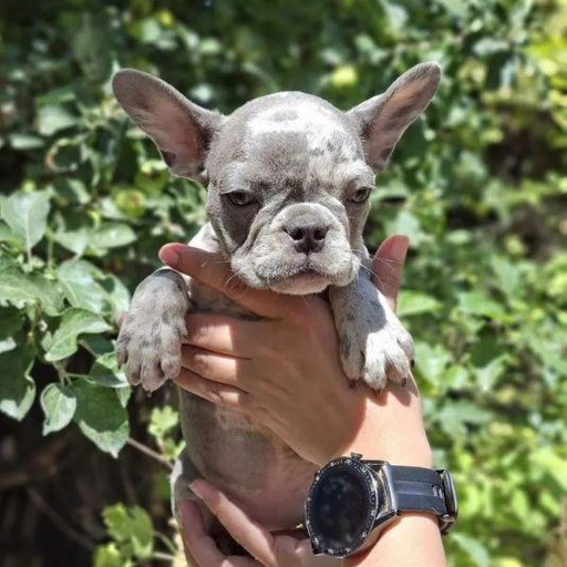 Изображение питомца