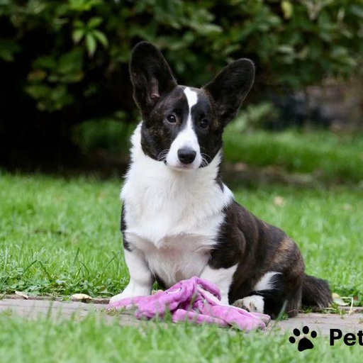 Изображение питомца